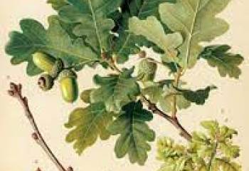 A la recherche de l'arbre
