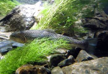 Découverte des poissons d'eau douce