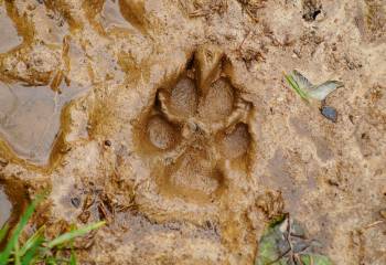 Sur les traces des animaux
